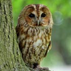 t owl